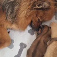 Thor, a male Pomeranian for sale in Cape Coral, FL – Photo 2 of 5