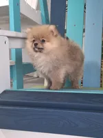 Thor, a male Pomeranian for sale in Cape Coral, FL – 1 of 8