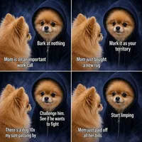 Thor, a male Pomeranian for sale in Cape Coral, FL – 8 of 8