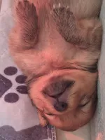 Thor, a male Pomeranian for sale in Cape Coral, FL – Photo 5 of 5