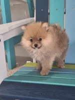 Thor, a male Pomeranian for sale in Cape Coral, FL – 2 of 8