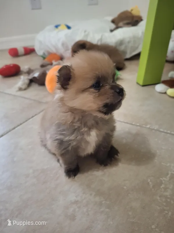 Thor – Pomeranian puppy for sale in Cape Coral, FL
