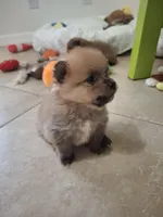 Thor, a male Pomeranian for sale in Cape Coral, FL – 4 of 8