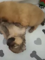 Thor, a male Pomeranian for sale in Cape Coral, FL – Photo 3 of 5