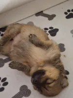 Thor, a male Pomeranian for sale in Cape Coral, FL – Photo 4 of 5