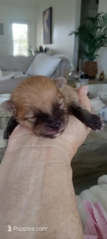 Thor – Pomeranian puppy for sale in Cape Coral, FL