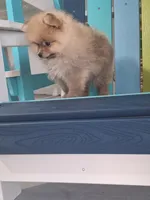 Thor, a male Pomeranian for sale in Cape Coral, FL – 7 of 8