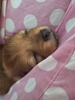 Benny, a male Pomeranian for sale in Cape Coral, FL – Photo 2 of 5