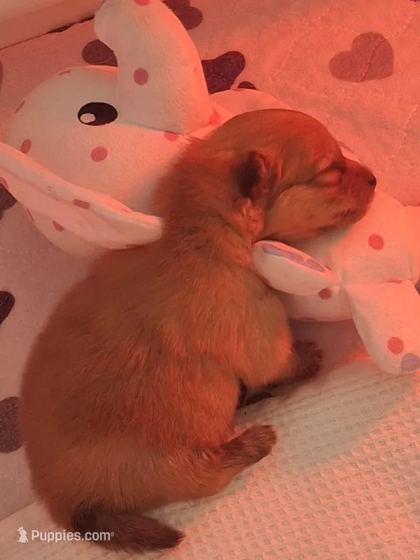 Benny – Pomeranian puppy for sale in Cape Coral, FL