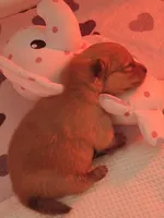 Benny, a male Pomeranian for sale in Cape Coral, FL – Photo 1 of 5