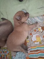 Benny, a male Pomeranian for sale in Cape Coral, FL – Photo 3 of 5