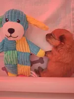 Benny, a male Pomeranian for sale in Cape Coral, FL – Photo 4 of 5