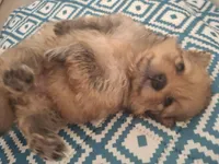 Benny, a male Pomeranian for sale in Cape Coral, FL – 4 of 10