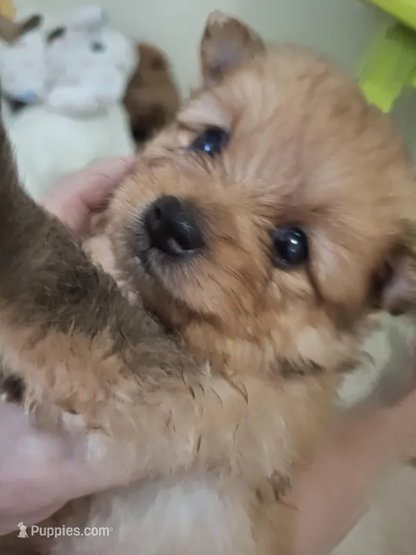 Benny – Pomeranian puppy for sale in Cape Coral, FL