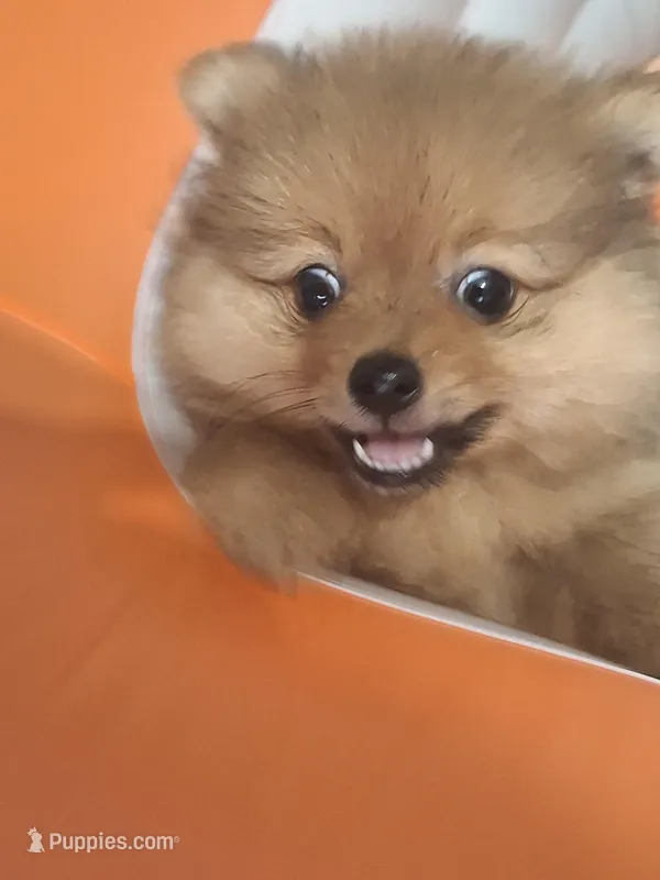 Billy – Pomeranian puppy for sale in Cape Coral, FL