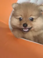 Billy, a male Pomeranian for sale in Cape Coral, FL – 1 of 8