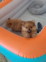 Billy, a male Pomeranian for sale in Cape Coral, FL – 3 of 8