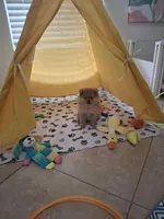 Billy, a male Pomeranian for sale in Cape Coral, FL – 7 of 8