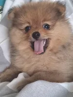 Billy, a male Pomeranian for sale in Cape Coral, FL – 5 of 8