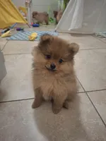 Billy, a male Pomeranian for sale in Cape Coral, FL – 8 of 8