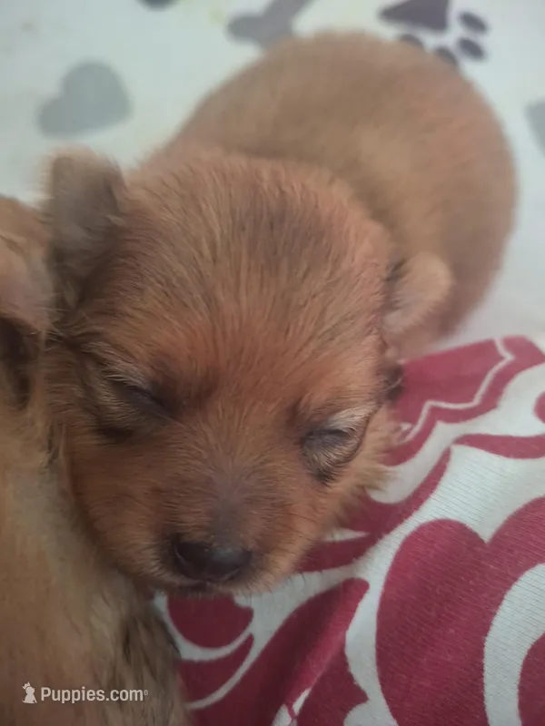 Billy, a male Pomeranian for sale in Cape Coral, FL – Photo 1 of 1