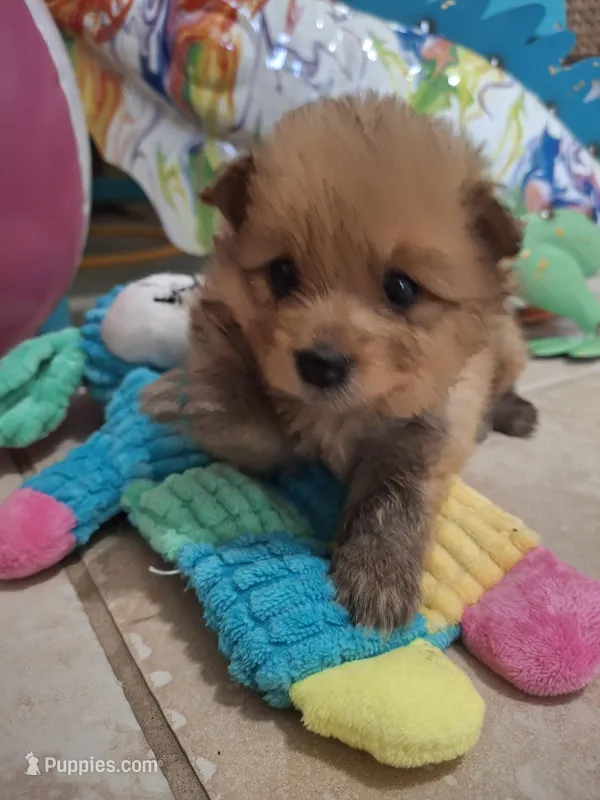 Billy – Pomeranian puppy for sale in Cape Coral, FL