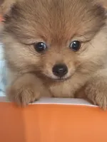 Billy, a male Pomeranian for sale in Cape Coral, FL – 4 of 8