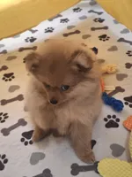 Billy, a male Pomeranian for sale in Cape Coral, FL – 2 of 8