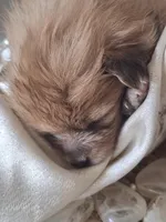 Alice, a female Pomeranian for sale in Cape Coral, FL – Photo 7 of 7