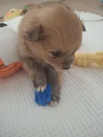 Alice, a female Pomeranian for sale in Cape Coral, FL – Photo 4 of 7