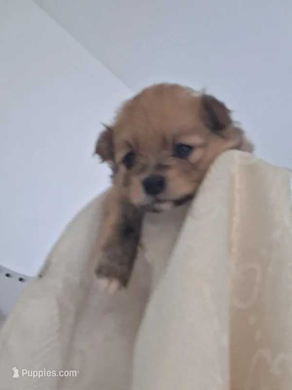 Alice – Pomeranian puppy for sale in Cape Coral, FL