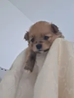 Alice, a female Pomeranian for sale in Cape Coral, FL – Photo 1 of 7