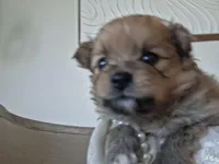 Alice, a female Pomeranian for sale in Cape Coral, FL – Photo 6 of 7