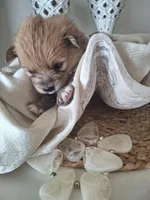 Alice, a female Pomeranian for sale in Cape Coral, FL – Photo 2 of 7