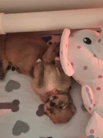 Alice, a female Pomeranian for sale in Cape Coral, FL – Photo 5 of 7