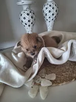 Alice, a female Pomeranian for sale in Cape Coral, FL – Photo 3 of 7