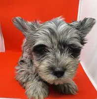 Green Collar Yorkie, a male Yorkshire Terrier for sale in Douglasville, GA – 2 of 8