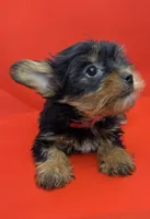 Red Collar Yorkie, a female Yorkshire Terrier for sale in Douglasville, GA – 3 of 7