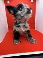 Blue Collar Yorkie, a male Yorkshire Terrier for sale in Douglasville, GA – 7 of 9