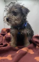 Blue Collar Boy, a male Chorkie for sale in Douglasville, GA – Photo 7 of 8