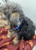 Blue Collar Boy, a male Chorkie for sale in Douglasville, GA – Photo 8 of 8