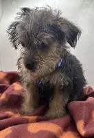 Blue Collar Boy, a male Chorkie for sale in Douglasville, GA – Photo 2 of 8