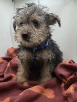 Blue Collar Boy, a male Chorkie for sale in Douglasville, GA – Photo 1 of 8