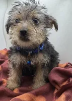 Blue Collar Boy, a male Chorkie for sale in Douglasville, GA – Photo 3 of 8