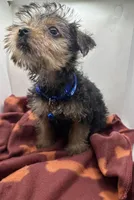 Blue Collar Boy, a male Chorkie for sale in Douglasville, GA – Photo 4 of 8