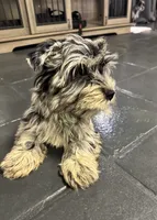 Green Collar Merle Yorkie, a male Yorkshire Terrier for sale in Douglasville, GA – 2 of 10