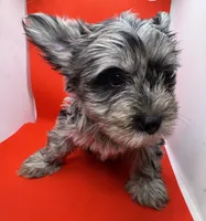 Green Collar Yorkie, a male Yorkshire Terrier for sale in Douglasville, GA – 5 of 8