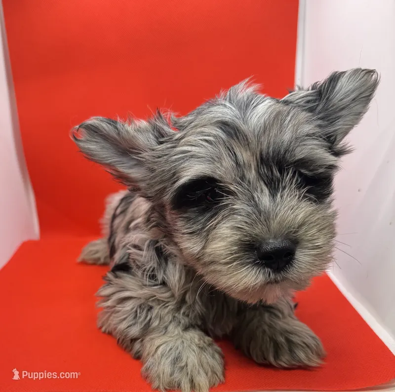 Green Collar Yorkie – Yorkshire Terrier puppy for sale in Douglasville, GA