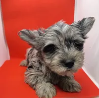 Green Collar Yorkie, a male Yorkshire Terrier for sale in Douglasville, GA – 8 of 8