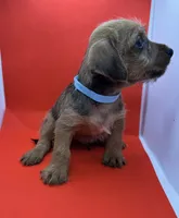 Blue Collar Boy, a male Chorkie for sale in Douglasville, GA – 3 of 4